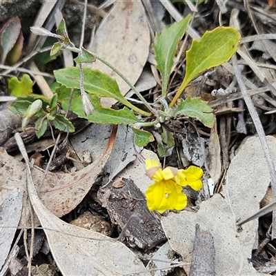 Goodenia hederacea subsp. hederacea (Ivy Goodenia, Forest Goodenia) at Whitlam, ACT - 5 Nov 2024 by sangio7