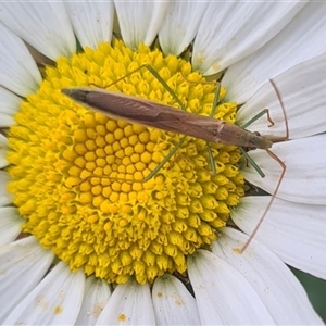 Mutusca brevicornis at Isaacs, ACT - 4 Nov 2024 10:55 AM