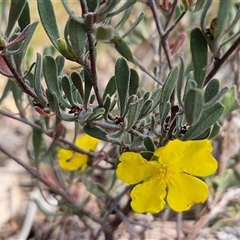 Hibbertia obtusifolia (Grey Guinea-flower) at Whitlam, ACT - 5 Nov 2024 by sangio7