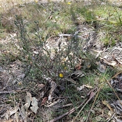 Hibbertia obtusifolia at Whitlam, ACT - 5 Nov 2024 12:16 PM