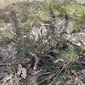 Hibbertia obtusifolia at Whitlam, ACT - 5 Nov 2024