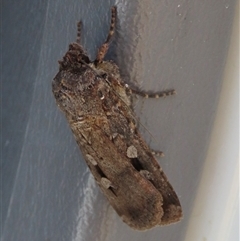 Agrotis infusa (Bogong Moth, Common Cutworm) at Garran, ACT - 3 Nov 2024 by AndyRoo