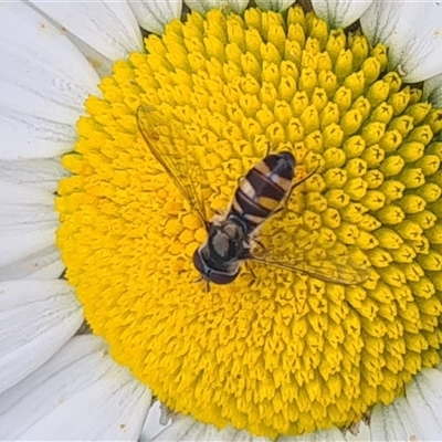 Melangyna sp. (genus) (Hover Fly) at Isaacs, ACT - 4 Nov 2024 by galah681