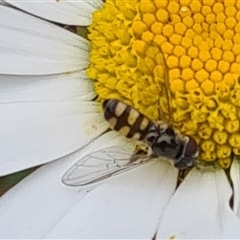 Melangyna sp. (genus) at Isaacs, ACT - 4 Nov 2024