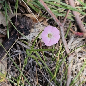 Convolvulus angustissimus subsp. angustissimus at Whitlam, ACT - 5 Nov 2024