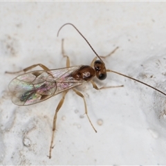 Unidentified Parasitic wasp (numerous families) at Melba, ACT - 3 Nov 2024 by kasiaaus