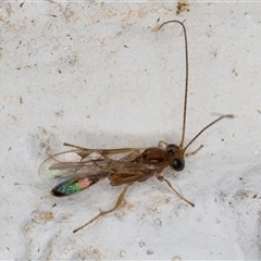 Braconidae (family) at Melba, ACT - 3 Nov 2024