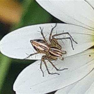 Oxyopes sp. (genus) at Isaacs, ACT - 4 Nov 2024 11:27 AM