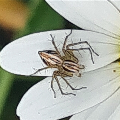 Oxyopes (genus) (Lynx spider) at Isaacs, ACT - 4 Nov 2024 by galah681