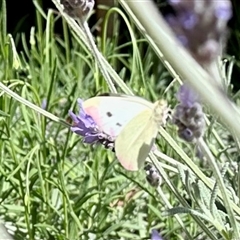 Pieris rapae at Aranda, ACT - 6 Nov 2024