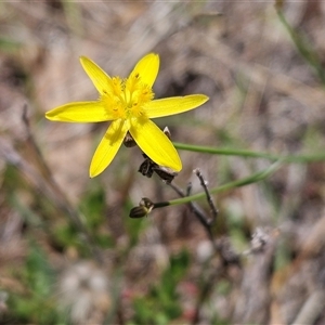 Tricoryne elatior at Whitlam, ACT - 5 Nov 2024