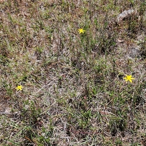 Tricoryne elatior at Whitlam, ACT - 5 Nov 2024