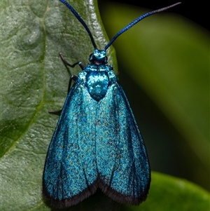 Pollanisus (genus) at Murrumbateman, NSW - 6 Nov 2024