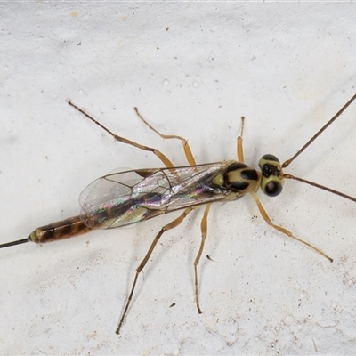 Unidentified Parasitic wasp (numerous families) at Melba, ACT - 3 Nov 2024 by kasiaaus