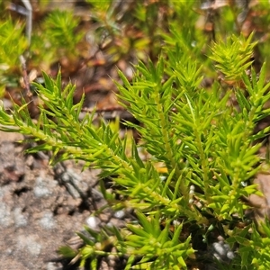 Acrotriche serrulata at Whitlam, ACT - 5 Nov 2024