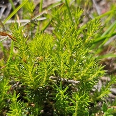 Acrotriche serrulata at Whitlam, ACT - 5 Nov 2024