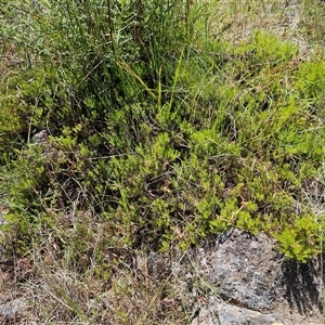 Acrotriche serrulata at Whitlam, ACT - 5 Nov 2024