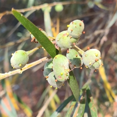 Trichilogaster sp. (genus) (Acacia gall wasp) at Isaacs, ACT - 6 Nov 2024 by galah681