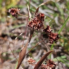 Luzula densiflora (Dense Wood-rush) at Whitlam, ACT - 5 Nov 2024 by sangio7