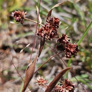 Luzula densiflora at Whitlam, ACT - 5 Nov 2024