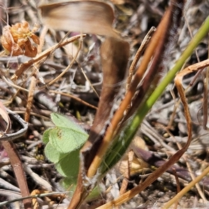 Luzula densiflora at Whitlam, ACT - 5 Nov 2024