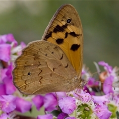 Heteronympha merope (Common Brown Butterfly) at Florey, ACT - 6 Nov 2024 by KorinneM