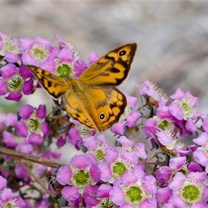 Heteronympha merope at Florey, ACT - 6 Nov 2024