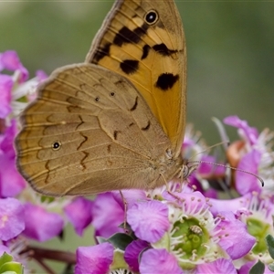 Heteronympha merope at Florey, ACT - 6 Nov 2024