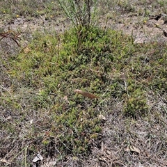 Acrotriche serrulata at Whitlam, ACT - 5 Nov 2024