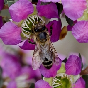 Apis mellifera at Florey, ACT - 6 Nov 2024