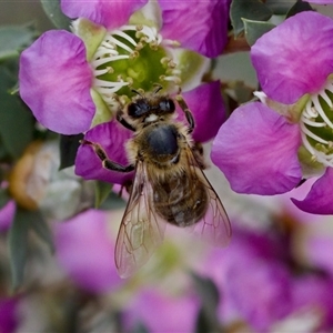 Apis mellifera at Florey, ACT - 6 Nov 2024