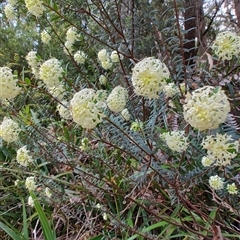 Pimelea linifolia (Slender Rice Flower) at Preston, TAS - 6 Nov 2024 by LyndalT