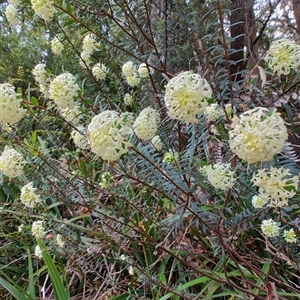 Pimelea linifolia (Slender Rice Flower) at Preston, TAS by LyndalT