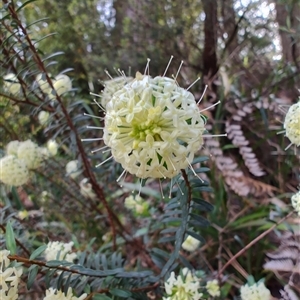 Pimelea linifolia at Preston, TAS - 6 Nov 2024