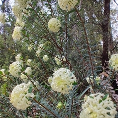 Pimelea linifolia at Preston, TAS - 6 Nov 2024