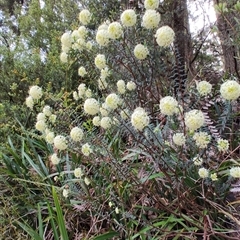 Pimelea linifolia at Preston, TAS - 6 Nov 2024