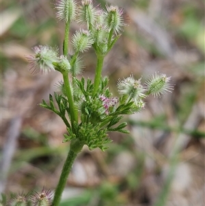 Daucus glochidiatus at Whitlam, ACT - 5 Nov 2024