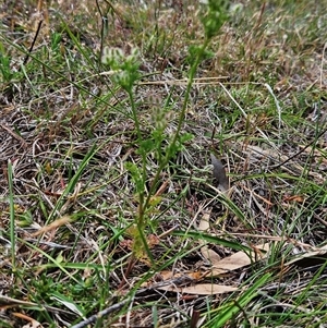 Daucus glochidiatus at Whitlam, ACT - 5 Nov 2024