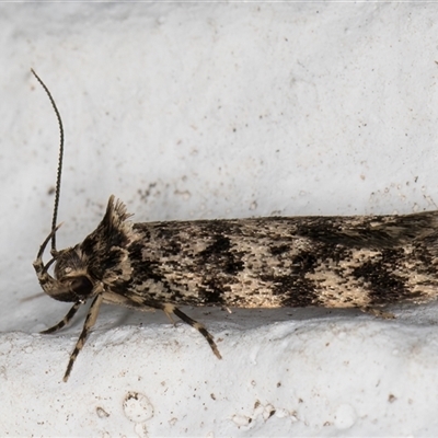 Barea zygophora (Concealer Moth) at Melba, ACT - 4 Nov 2024 by kasiaaus