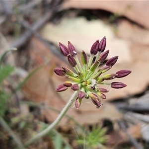 Oreomyrrhis eriopoda at Whitlam, ACT - 5 Nov 2024