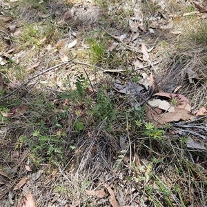 Oreomyrrhis eriopoda at Whitlam, ACT - 5 Nov 2024