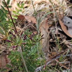 Oreomyrrhis eriopoda at Whitlam, ACT - 5 Nov 2024