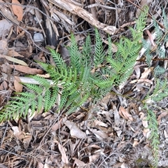 Pteridium esculentum (Bracken) at Preston, TAS - 6 Nov 2024 by LyndalT