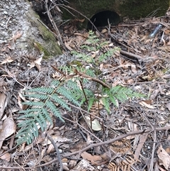 Pteridium esculentum at Preston, TAS - 6 Nov 2024 09:05 AM