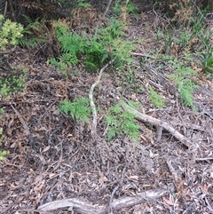 Pteridium esculentum at Preston, TAS - 6 Nov 2024