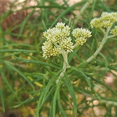 Cassinia longifolia (Shiny Cassinia, Cauliflower Bush) at Whitlam, ACT - 5 Nov 2024 by sangio7