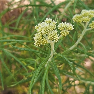 Cassinia longifolia at Whitlam, ACT - 5 Nov 2024