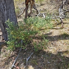 Cassinia longifolia at Whitlam, ACT - 5 Nov 2024 01:45 PM