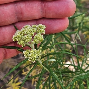 Cassinia longifolia at Whitlam, ACT - 5 Nov 2024 01:45 PM