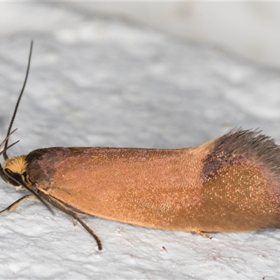 Delexocha ochrocausta (A concealer moth) at Melba, ACT - 4 Nov 2024 by kasiaaus